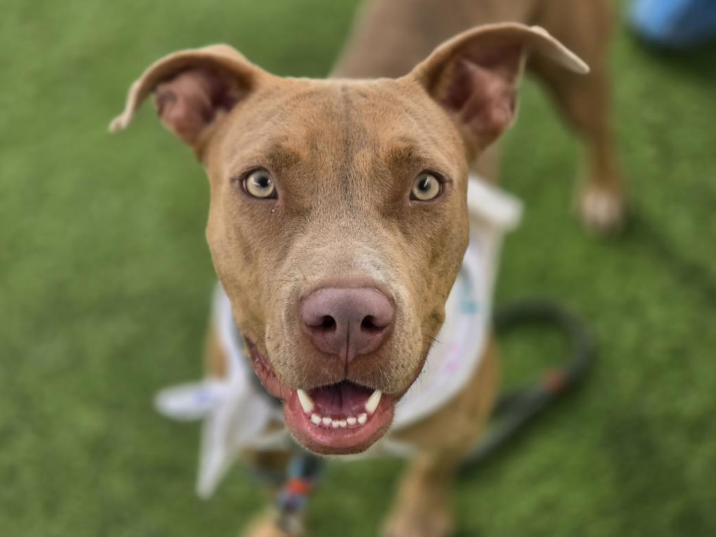 Enlarge SAPPHIRE, a Adoptable Pit Bull Terrier in Phoenix, AZ image 1/1