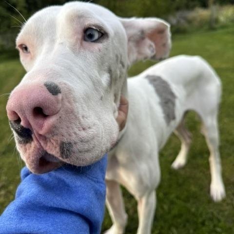 Enlarge Effie, a Adoptable Great Dane in Akron, OH image 4/4