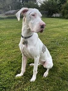 Enlarge Effie, a Adoptable Great Dane in Akron, OH image 3/4