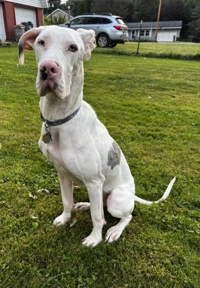 Effie, Adoptable, Puppy Female Great Dane.