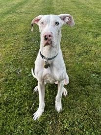 Enlarge Effie, a Adoptable Great Dane in Akron, OH image 2/4