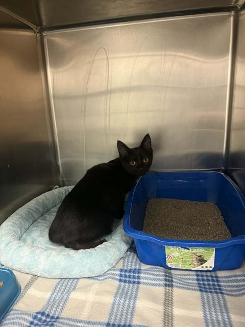 Enlarge SMOKE, a Adoptable Domestic Short Hair in Belleville, IL image 1/1