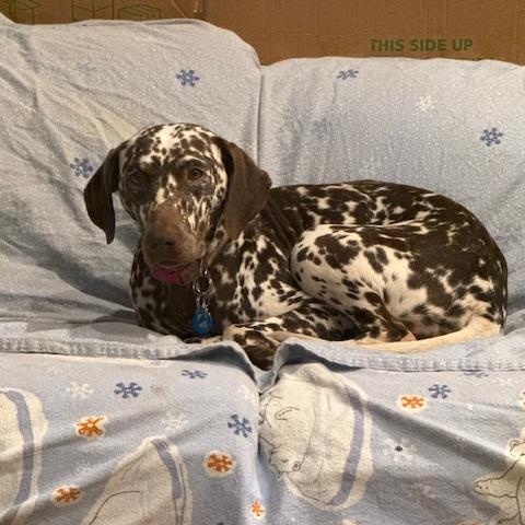 Enlarge Butter, a Adopted Dalmatian in Turlock, CA image 1/3