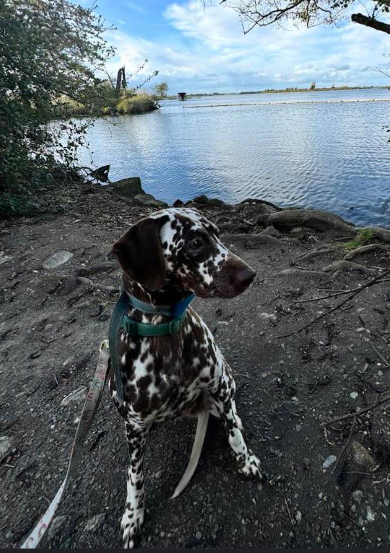 Enlarge Butter, a Adopted Dalmatian in Turlock, CA image 3/3