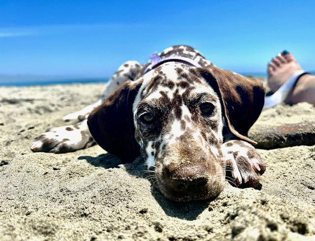 Enlarge Butter, a Adopted Dalmatian in Turlock, CA image 2/3