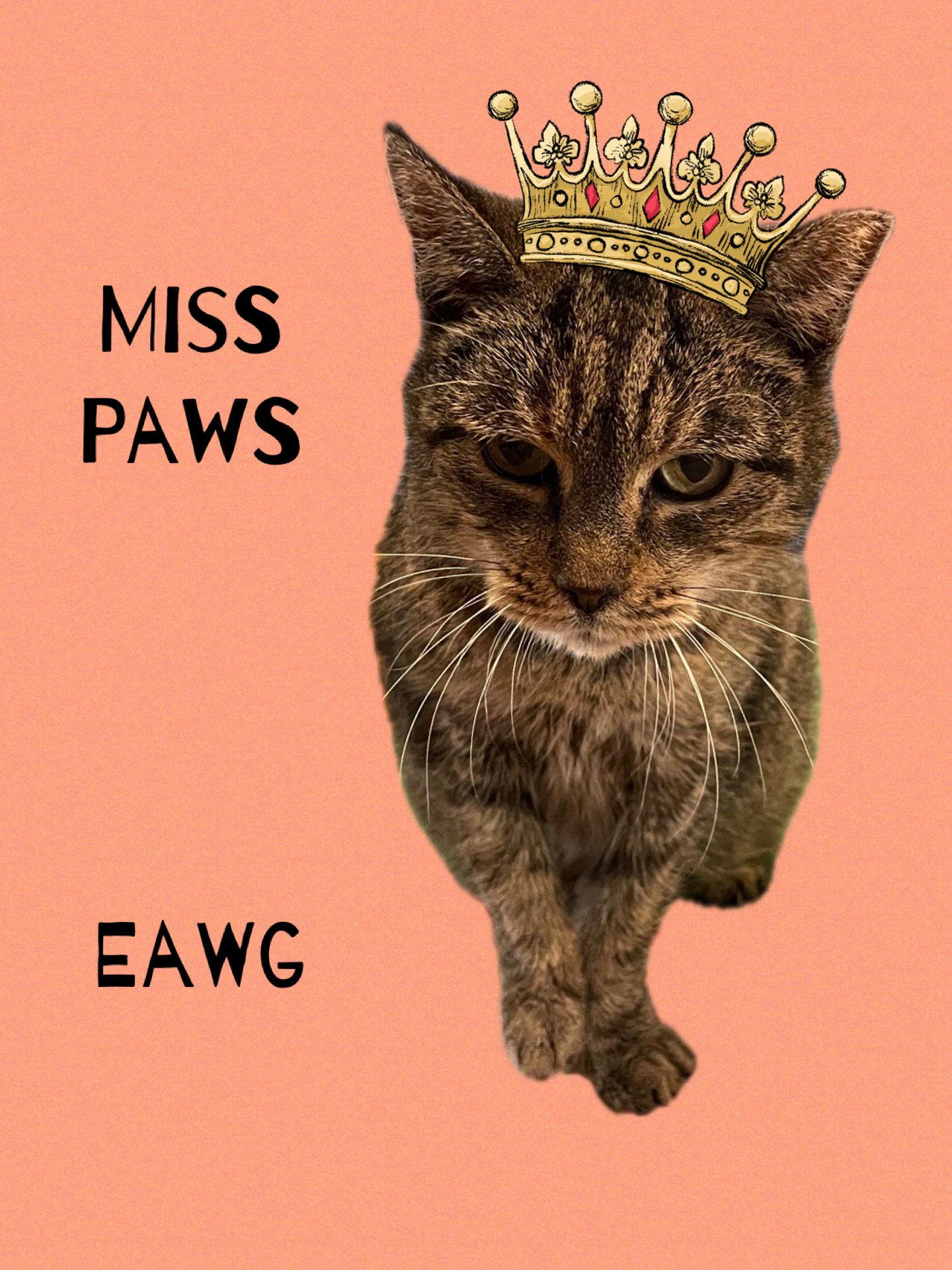Enlarge Miss Paws, a Adoptable Domestic Short Hair in Pensacola, FL image 1/1