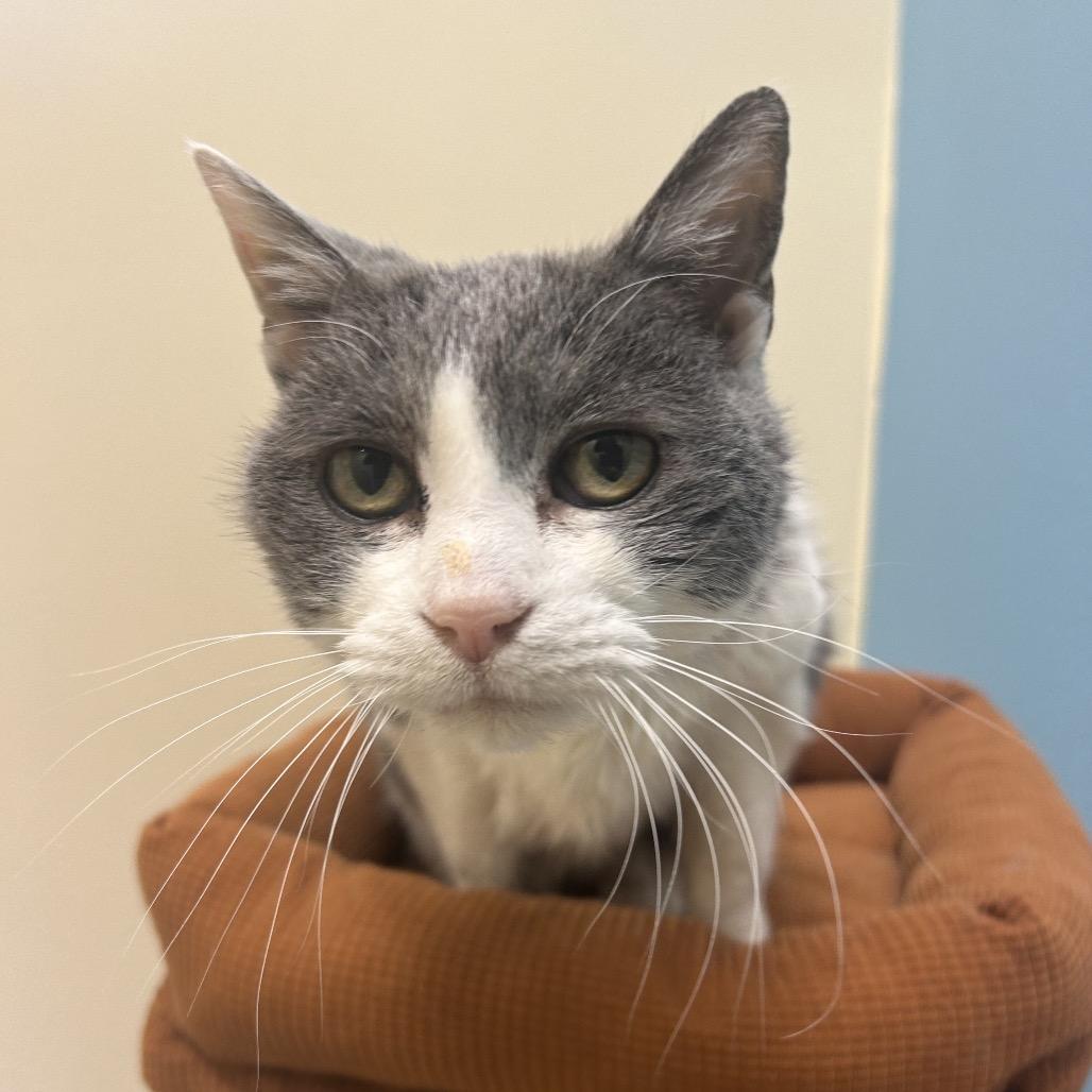 Norma, a Adoptable Domestic Short Hair in Park City, UT image 1/6