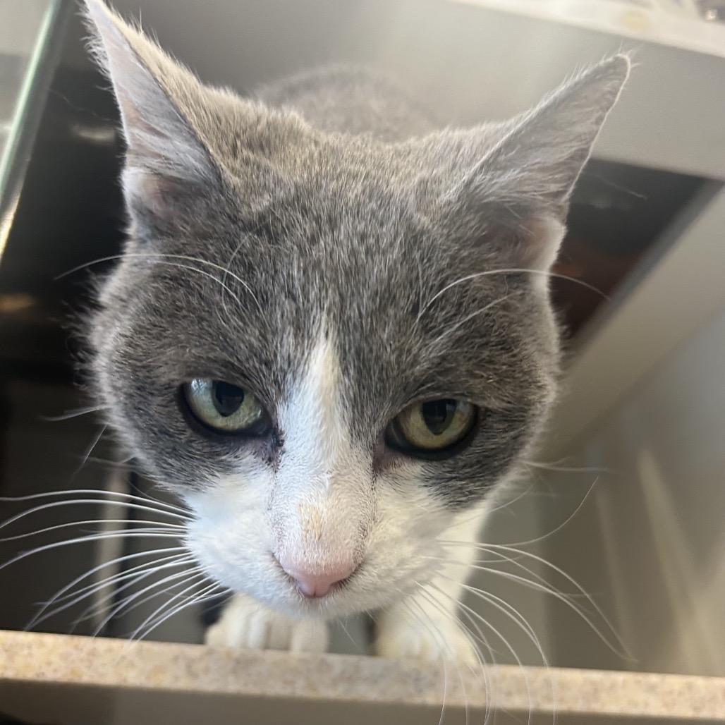 Norma, a Adoptable Domestic Short Hair in Park City, UT image 2/6