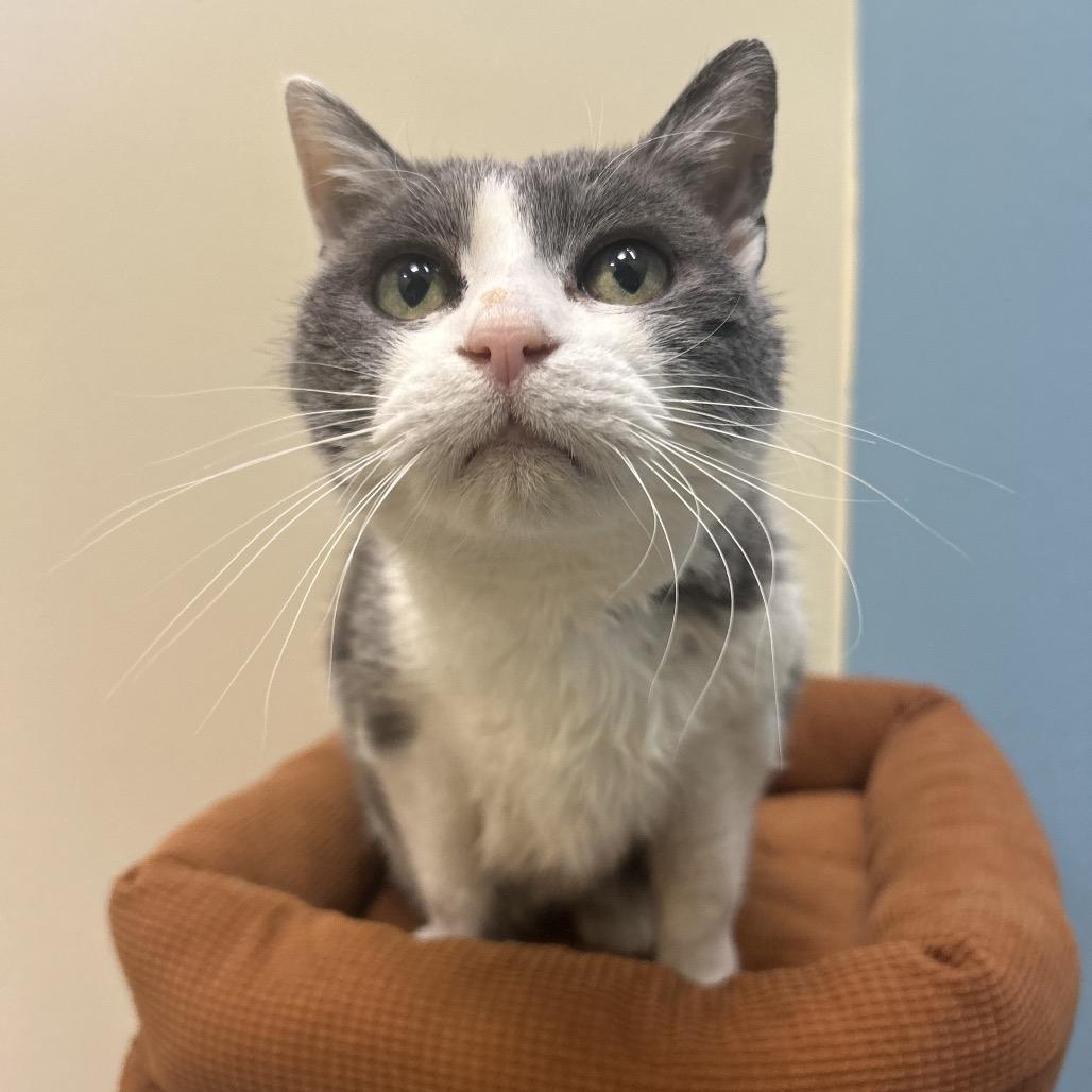 Norma, a Adoptable Domestic Short Hair in Park City, UT image 4/6