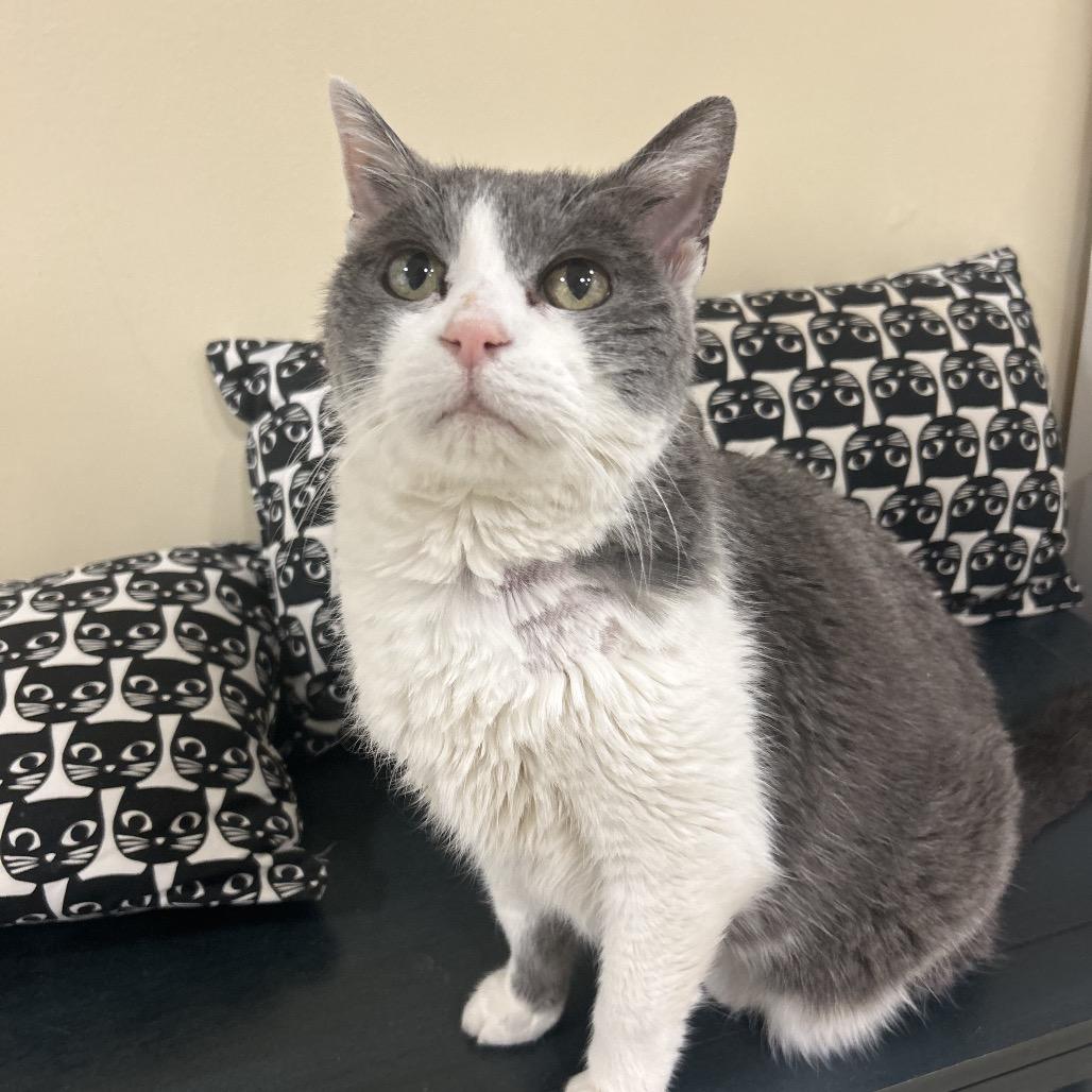 Norma, a Adoptable Domestic Short Hair in Park City, UT image 5/6