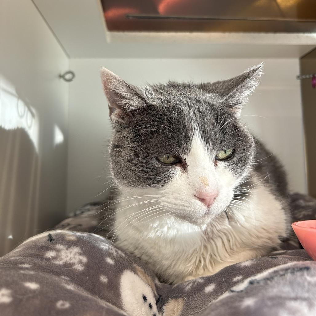 Norma, a Adoptable Domestic Short Hair in Park City, UT image 6/6