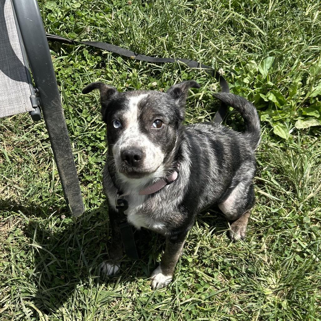 Enlarge Eulalie, a Adoptable mixed breed in Marion, VA image 1/6