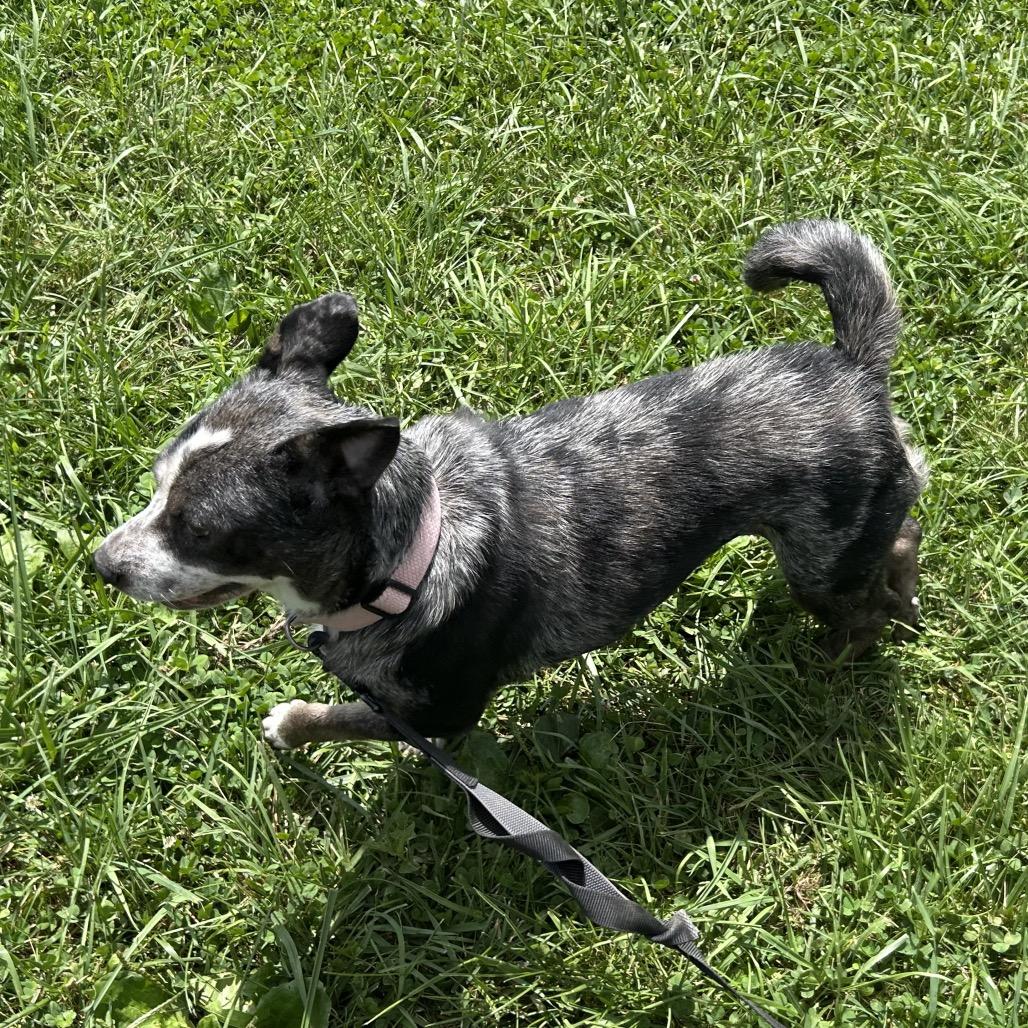 Enlarge Eulalie, a Adoptable mixed breed in Marion, VA image 2/6