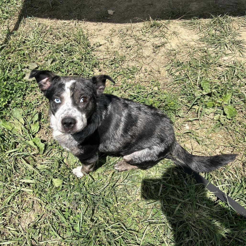 Enlarge Eulalie, a Adoptable mixed breed in Marion, VA image 3/6