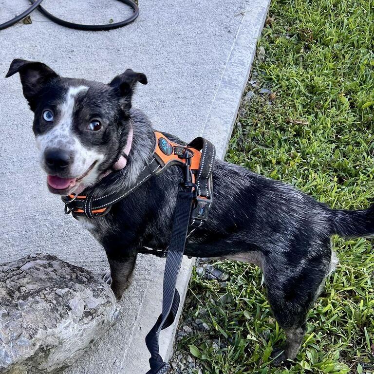 Enlarge Eulalie, a Adoptable mixed breed in Marion, VA image 4/6