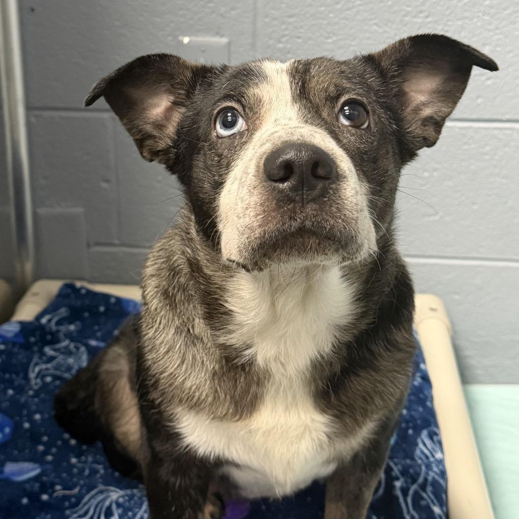 Enlarge Eulalie, a Adoptable mixed breed in Marion, VA image 5/6