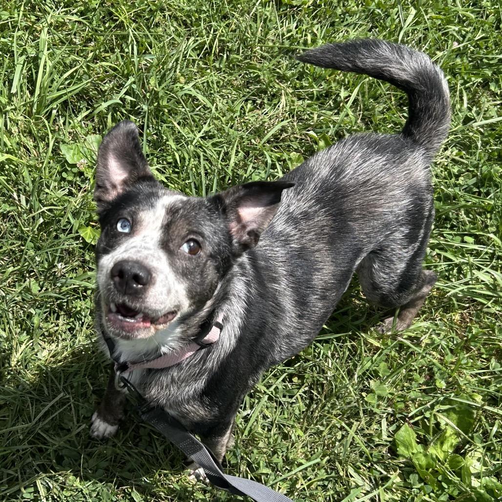 Enlarge Eulalie, a Adoptable mixed breed in Marion, VA image 6/6