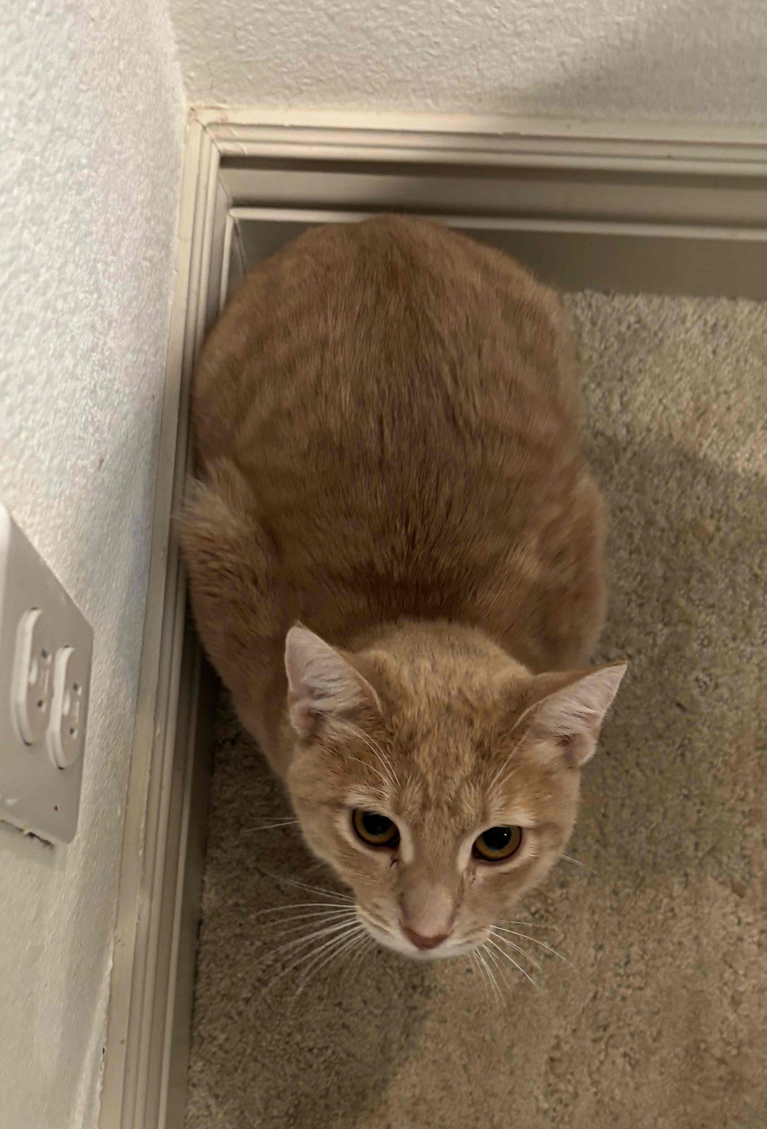 Sonny, Adoptable, Young Male Tabby & Domestic Short Hair.