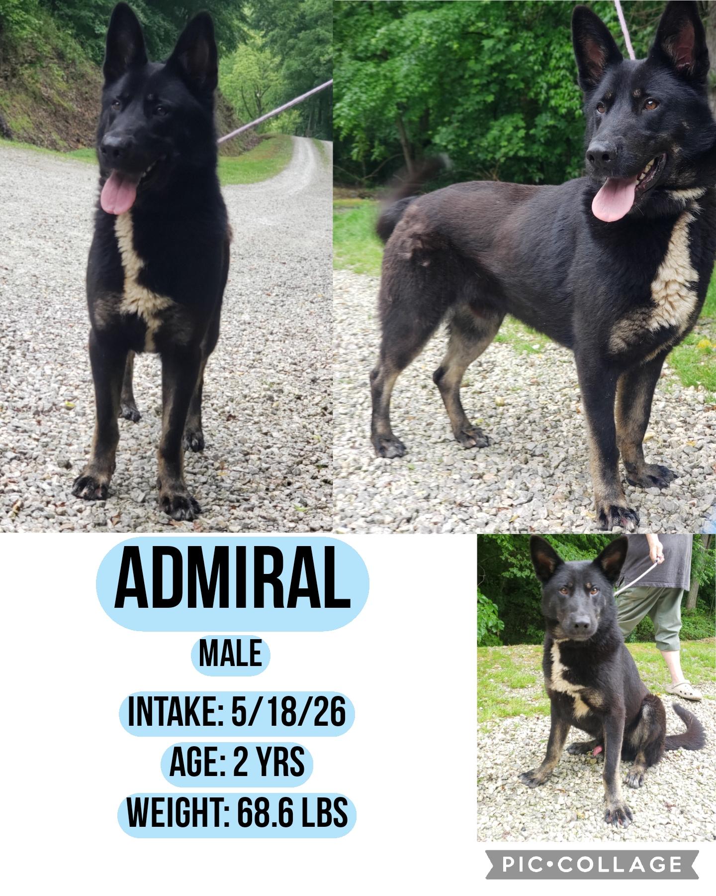Admiral, ADOPTABLE, Adult Male German Shepherd Dog.