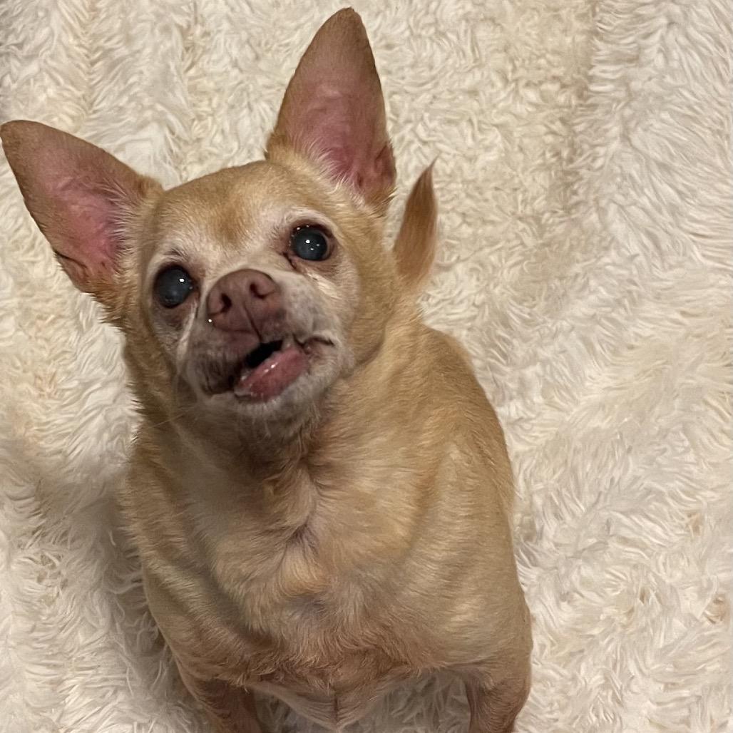 Koda — thumbnail 2