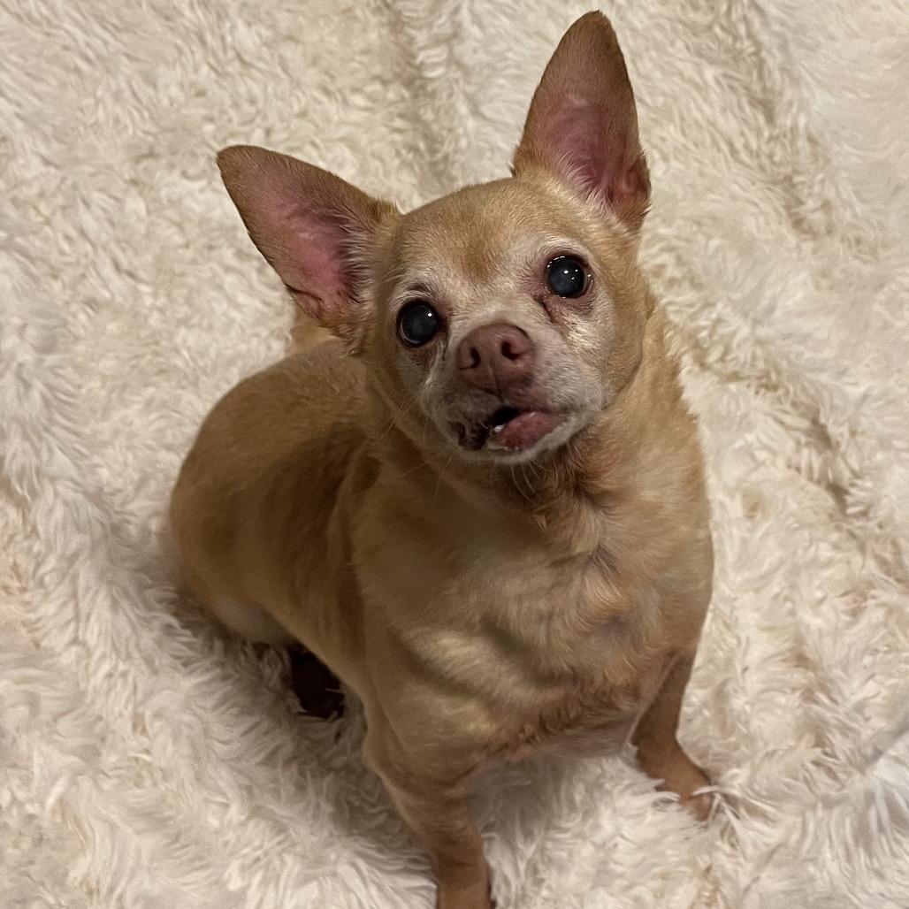 Koda — thumbnail 3