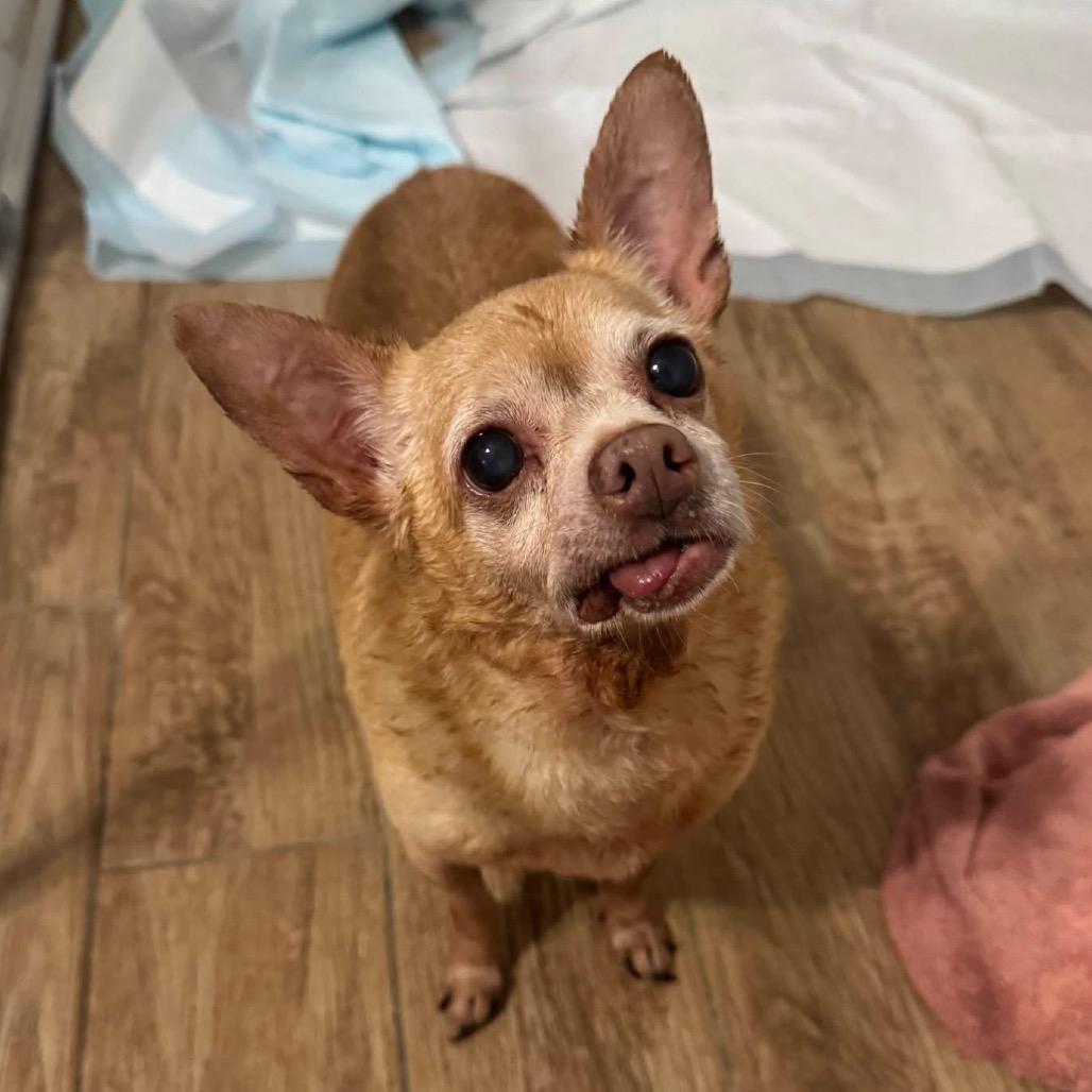 Koda — thumbnail 4