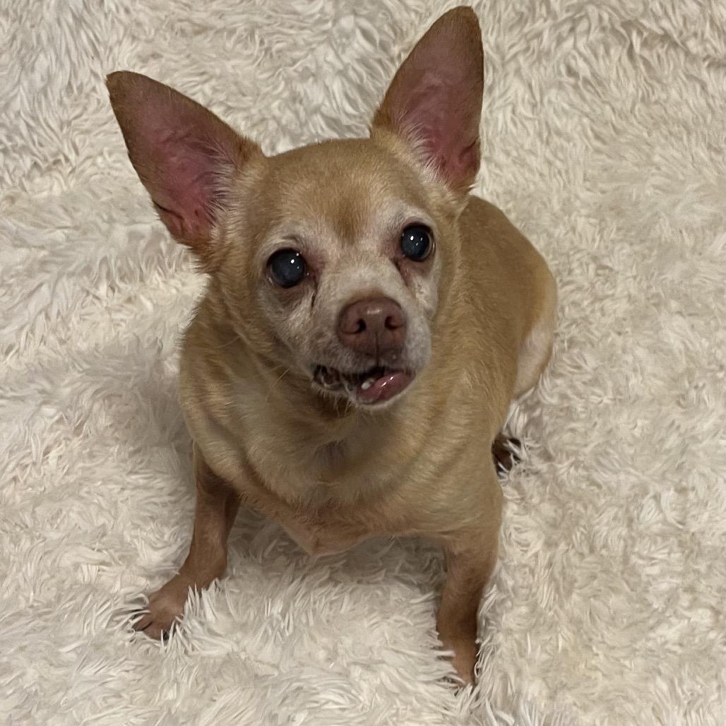 Koda — thumbnail 6