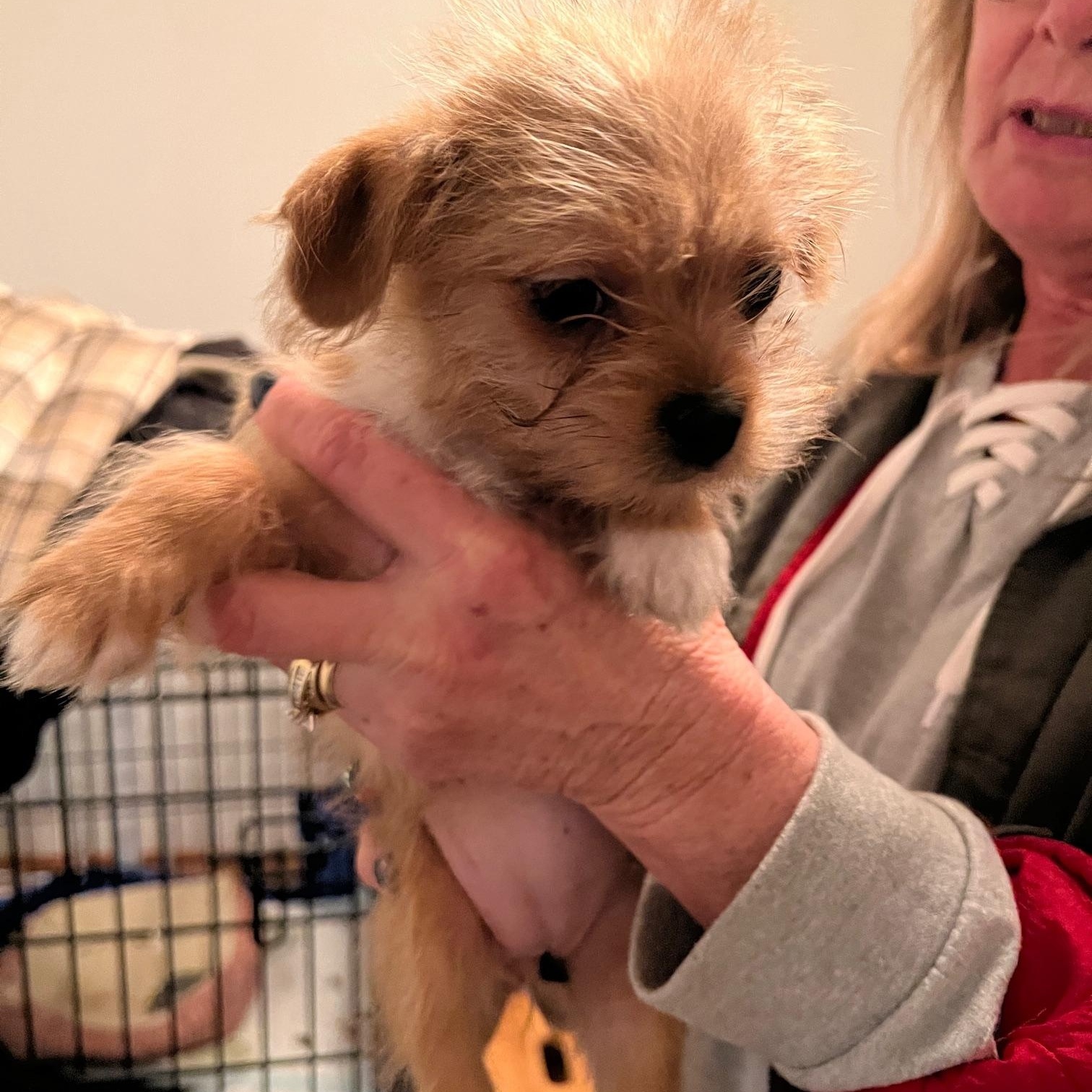 Nacho, adopted, Puppy Female Chihuahua.