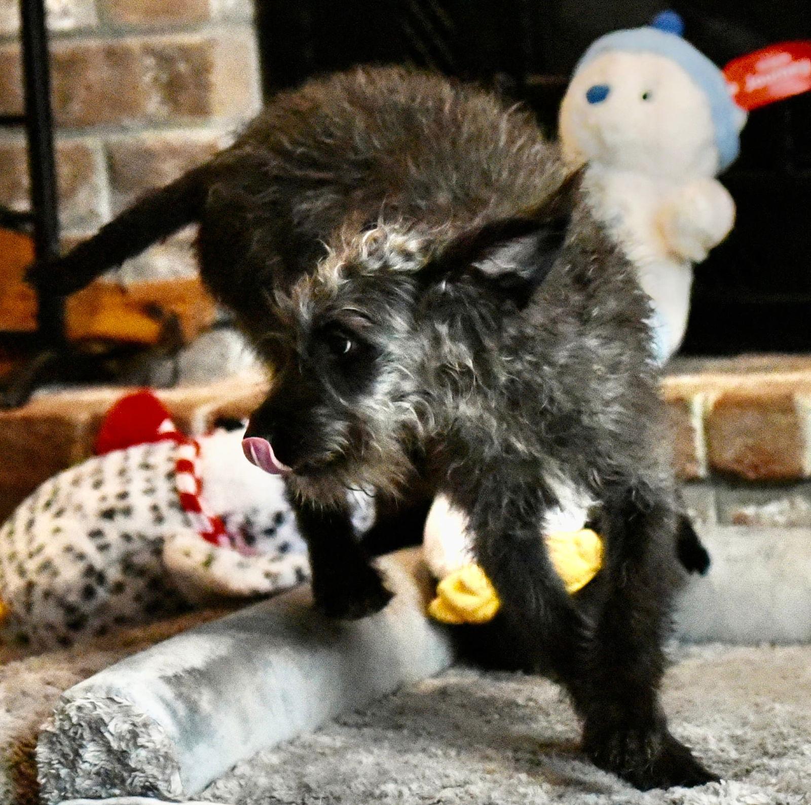 Viggo, Adoptable, Puppy Male Poodle.