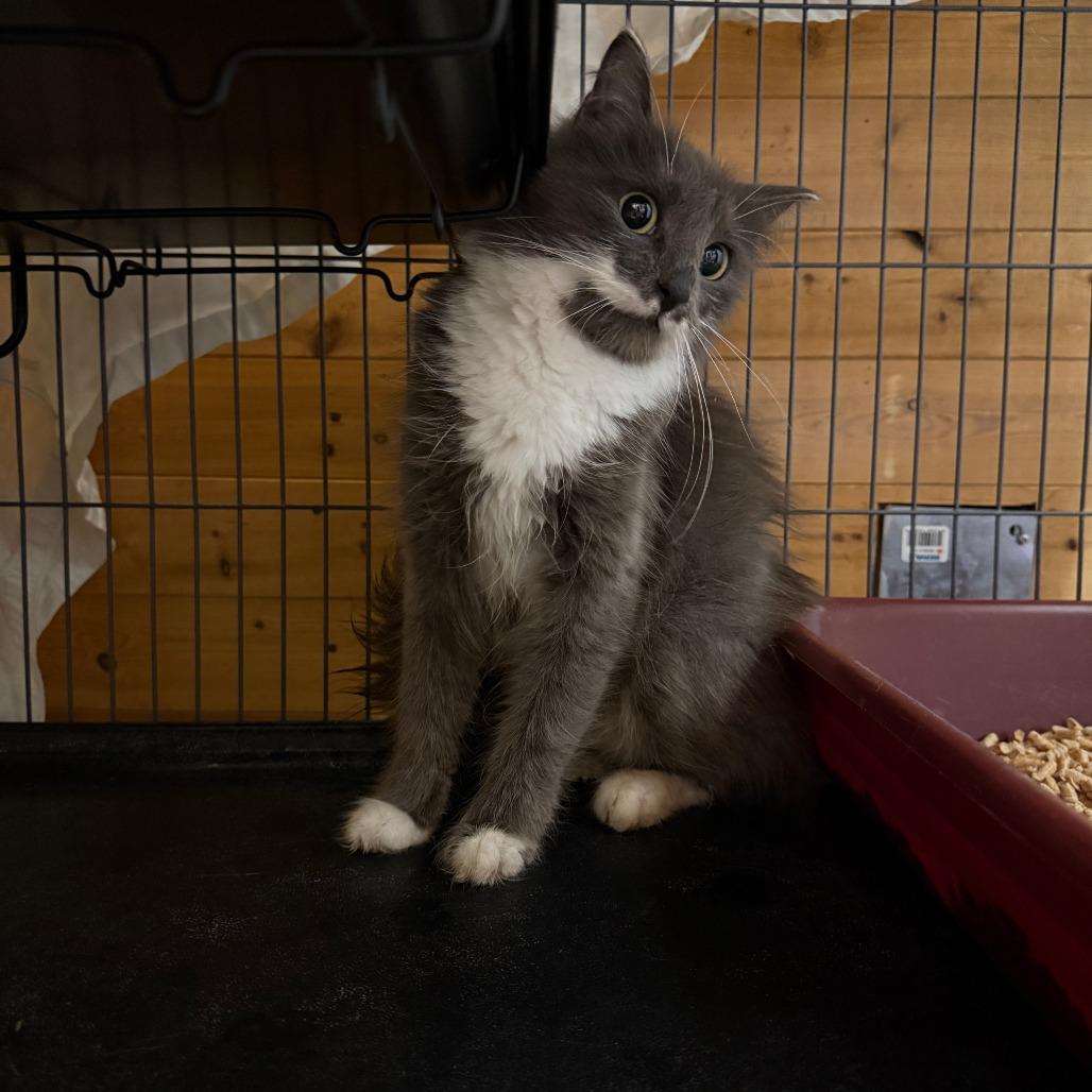 Enlarge Presley, a Adoptable Domestic Short Hair in Meadow Lake, SK image 1/1