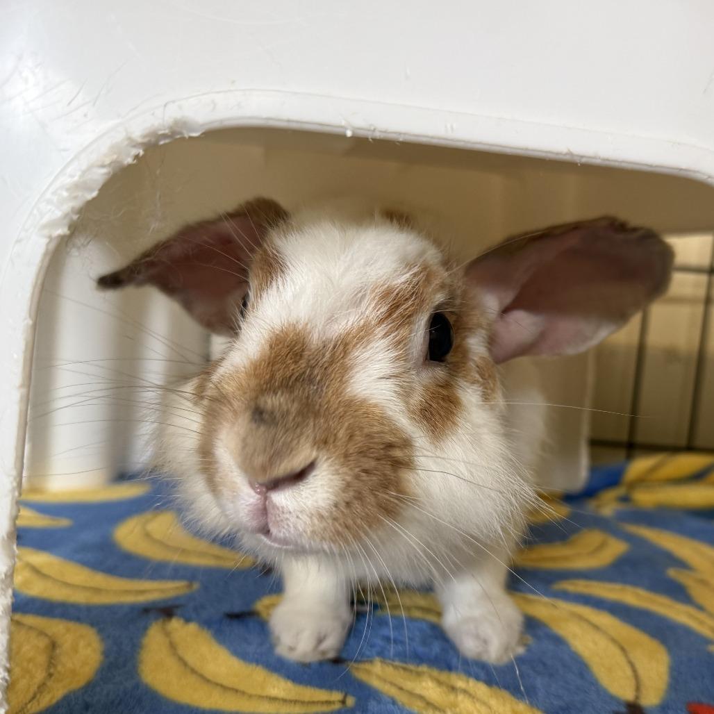 Bruce Willis, Adoptable, Young Male English Spot.