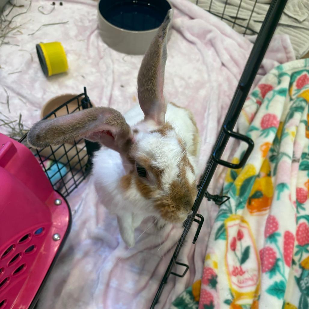Enlarge Bruce Willis, a Adoptable English Spot in Richmond, CA image 2/6