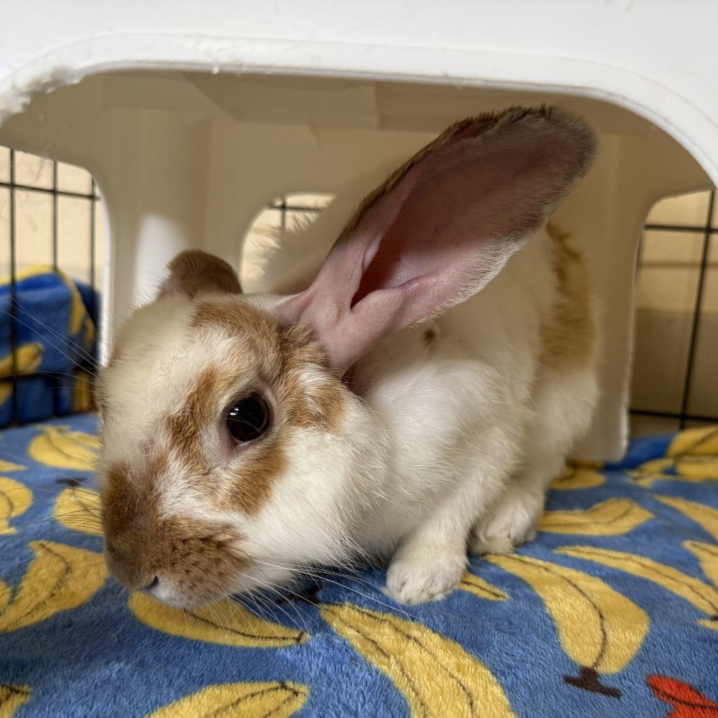 Enlarge Bruce Willis, a Adoptable English Spot in Richmond, CA image 3/6