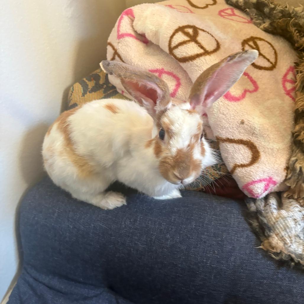 Enlarge Bruce Willis, a Adoptable English Spot in Richmond, CA image 4/6