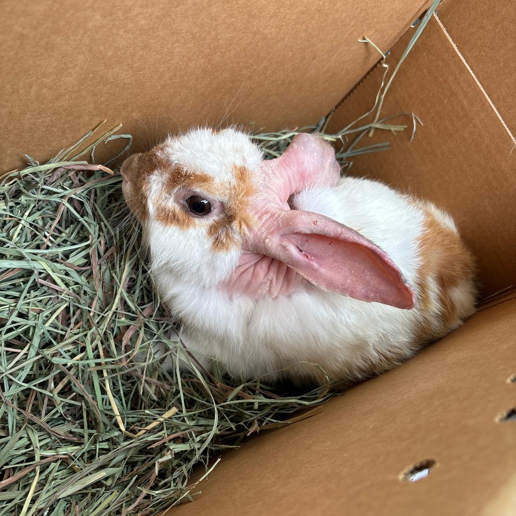 Enlarge Bruce Willis, a Adoptable English Spot in Richmond, CA image 5/6