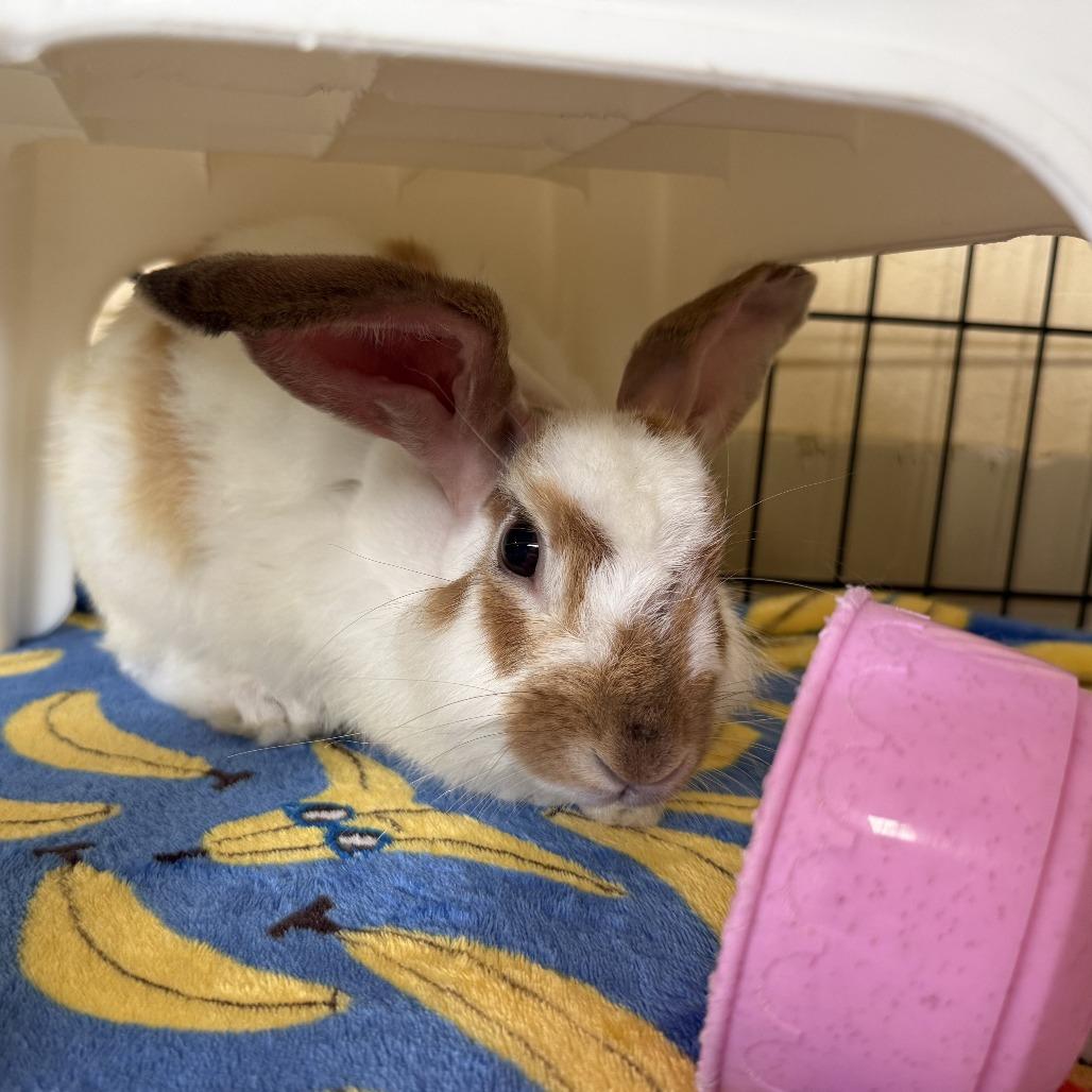 Enlarge Bruce Willis, a Adoptable English Spot in Richmond, CA image 6/6