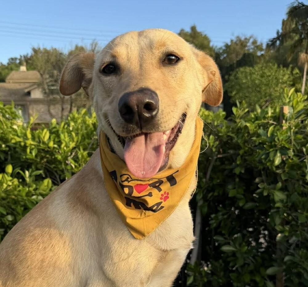 Enlarge Pal, a Adoptable mixed breed in Mission Viejo, CA image 1/6