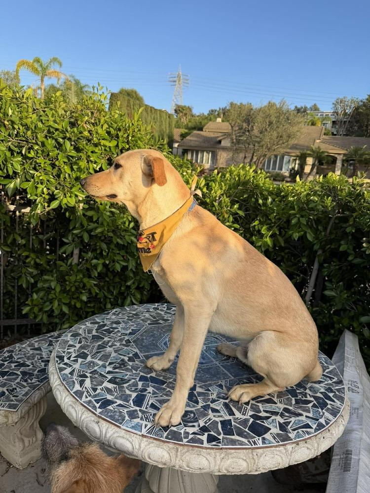 Enlarge Pal, a Adoptable mixed breed in Mission Viejo, CA image 2/6