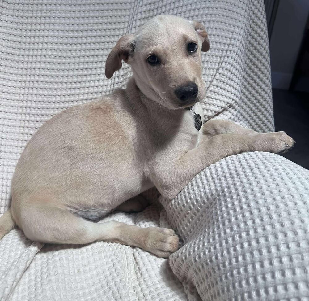 Pal, Adoptable, Puppy Male Jack Russell Terrier.