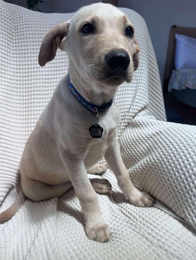 Enlarge Pal, a Adoptable mixed breed in Mission Viejo, CA image 3/4