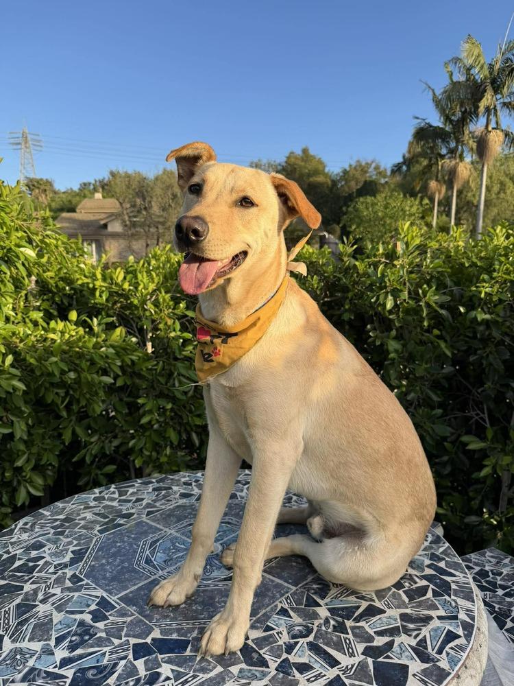 Enlarge Pal, a Adoptable mixed breed in Mission Viejo, CA image 3/6