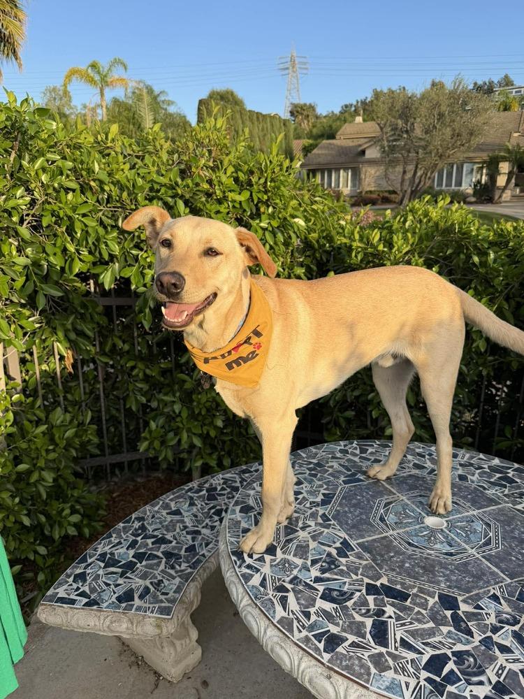 Enlarge Pal, a Adoptable mixed breed in Mission Viejo, CA image 4/6