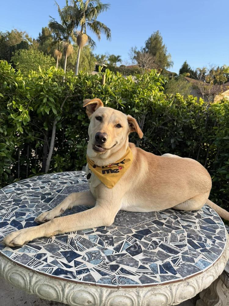 Enlarge Pal, a Adoptable mixed breed in Mission Viejo, CA image 5/6