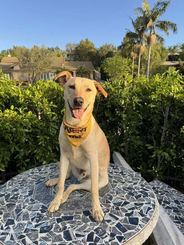 Enlarge Pal, a Adoptable mixed breed in Mission Viejo, CA image 6/6