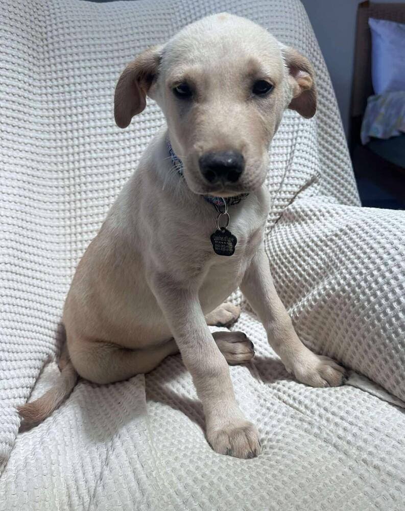 Enlarge Pal, a Adoptable mixed breed in Mission Viejo, CA image 4/4