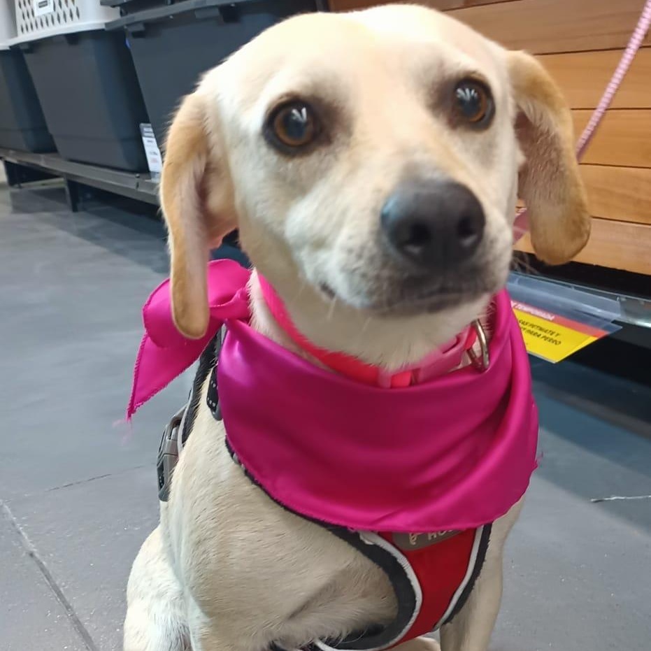 Aris, a ADOPTABLE mixed breed in San Diego, CA image 2/6
