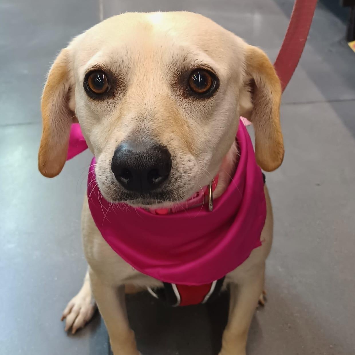 Aris, a ADOPTABLE mixed breed in San Diego, CA image 1/6