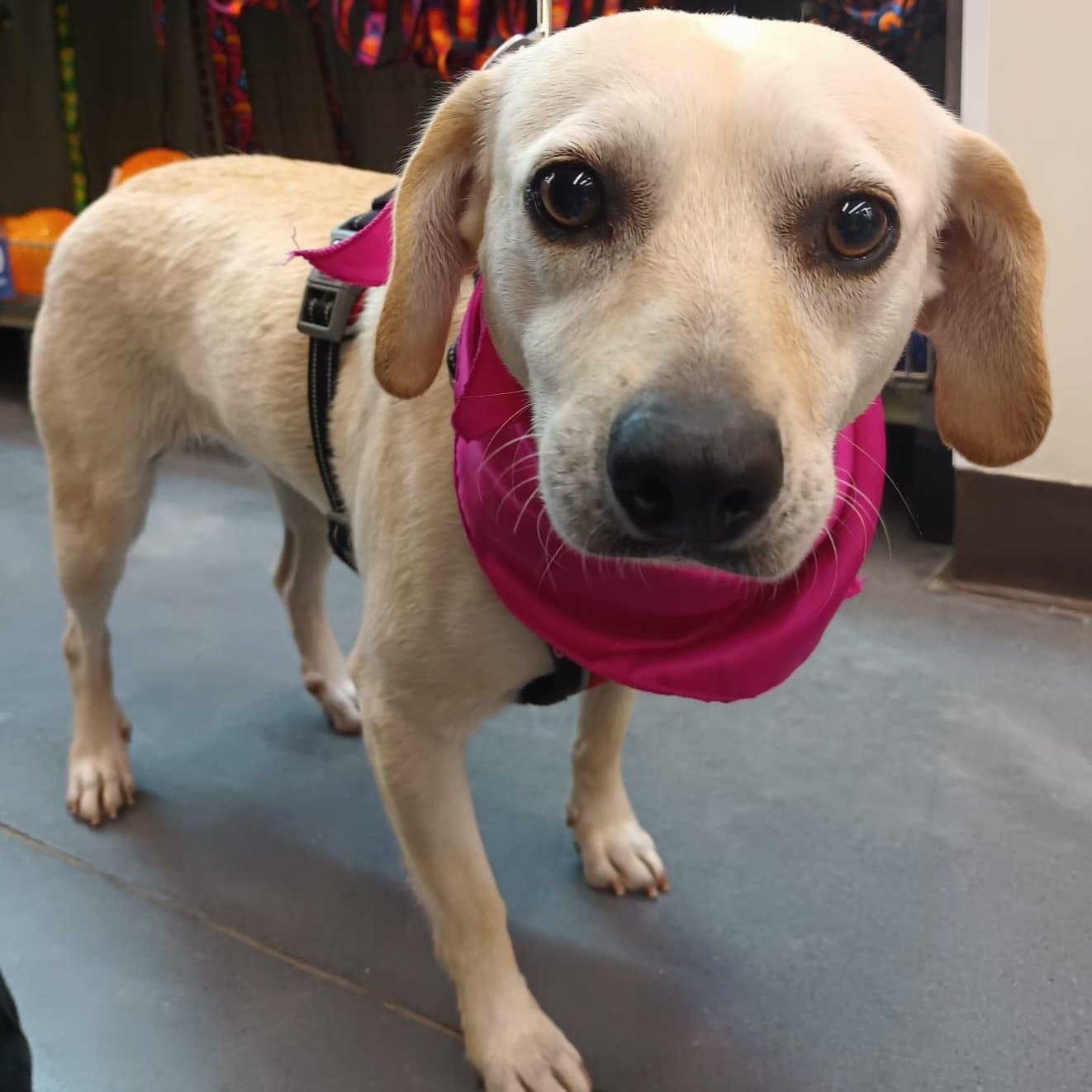 Aris, a ADOPTABLE mixed breed in San Diego, CA image 3/6
