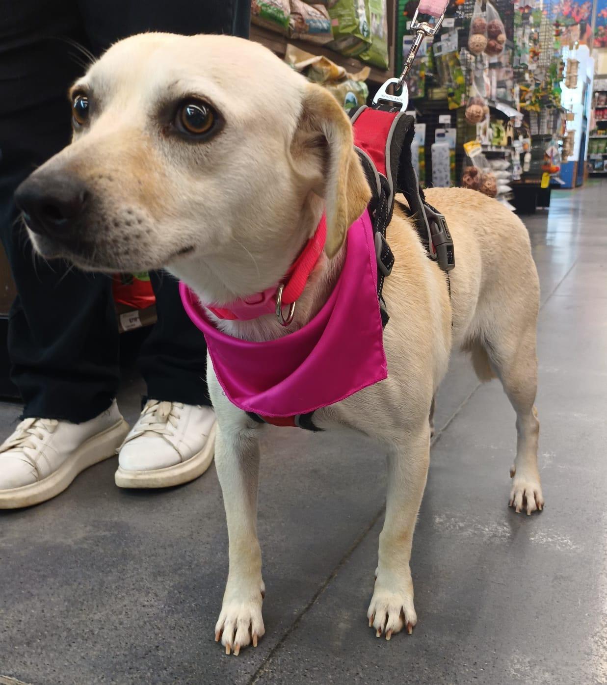 Aris, a ADOPTABLE mixed breed in San Diego, CA image 5/6