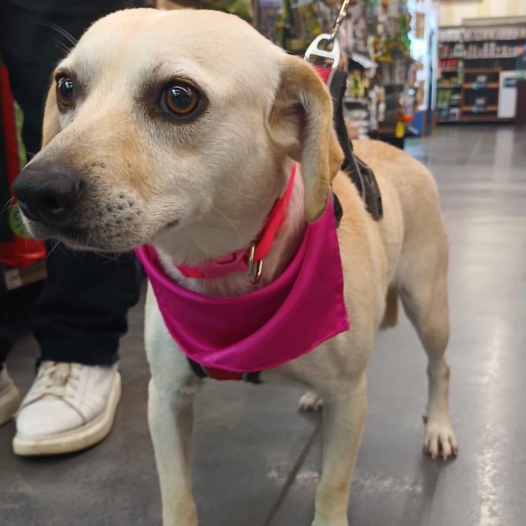 Aris, a ADOPTABLE mixed breed in San Diego, CA image 4/6